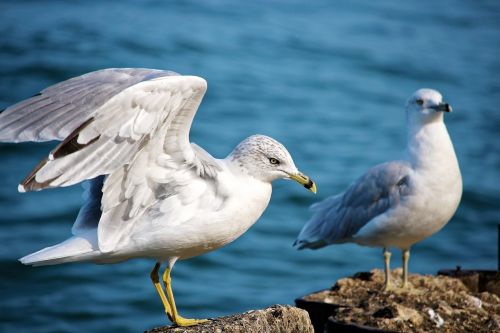 seagulls bird sea