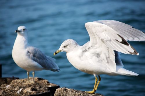 seagulls gray gulls birds