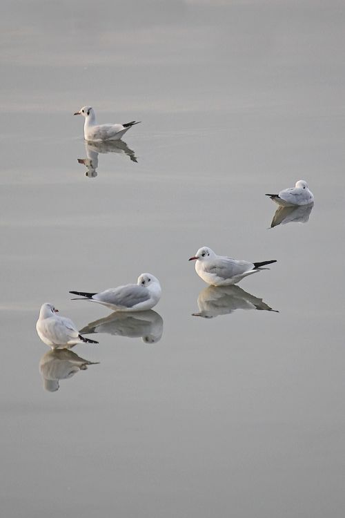 seagulls water birds