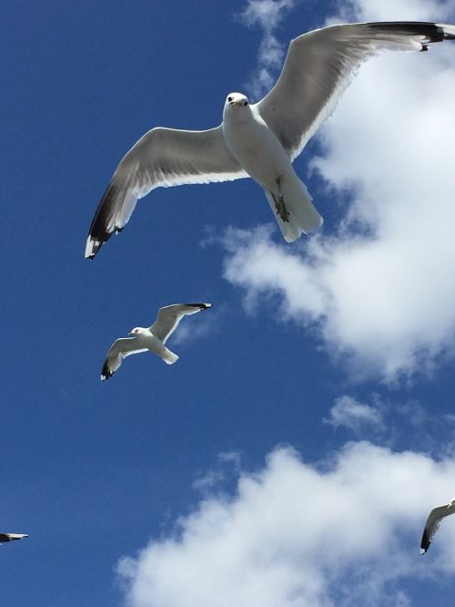 seagulls finland blue sky