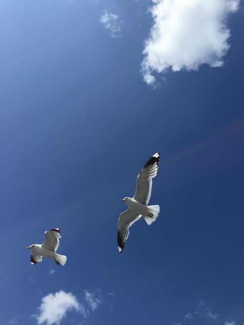 seagulls finland blue sky
