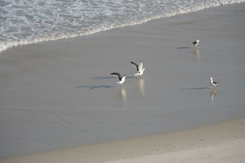 seagulls beach mar