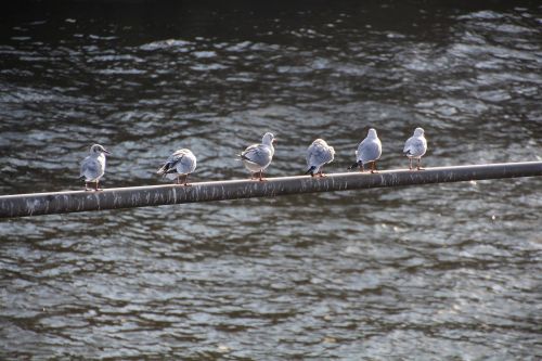 seagulls river bird