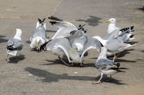 Seagulls