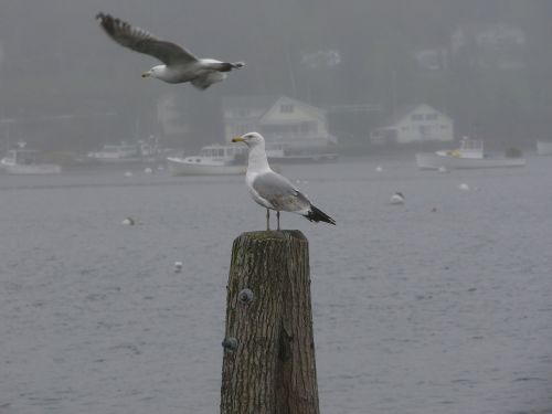 seagulls birds harbor