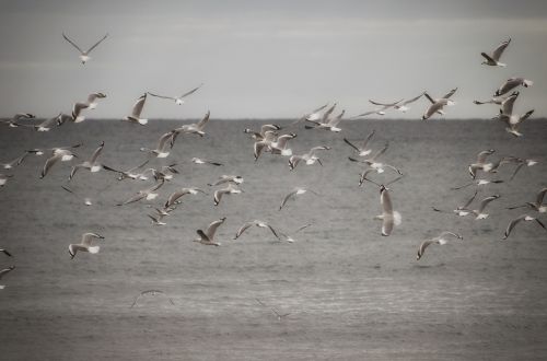 seagulls ocean water