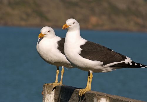 Seagulls