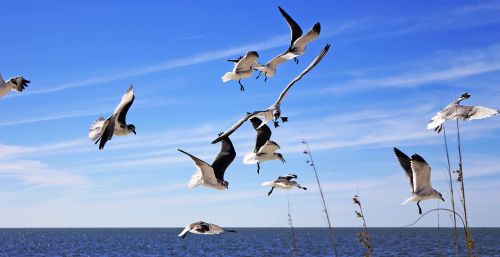 seagulls flying sky