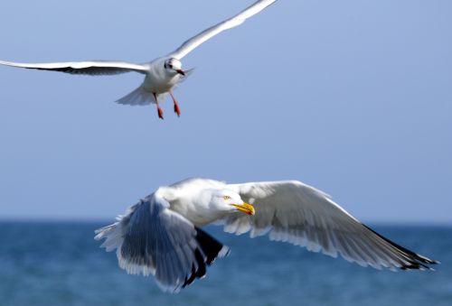 seagulls flying in flight