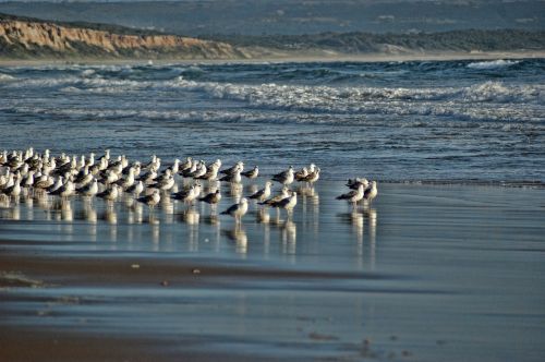 seagulls beach blue