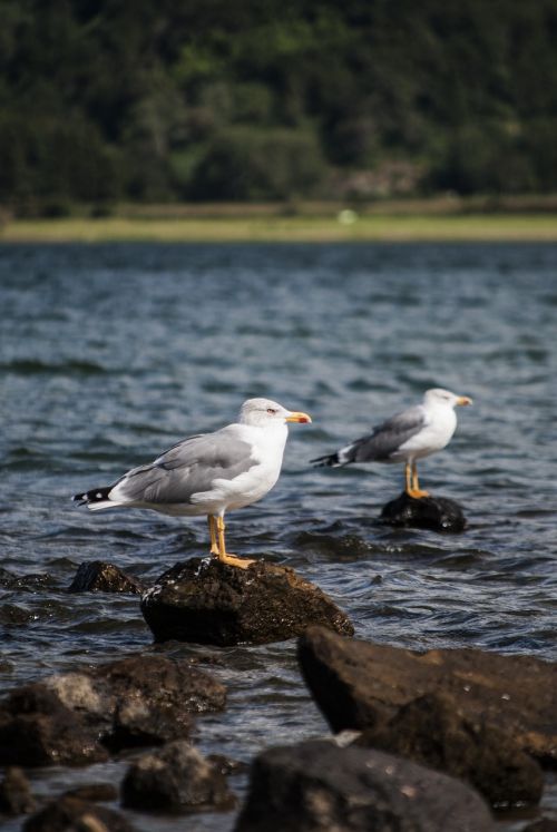 seagulls lake park