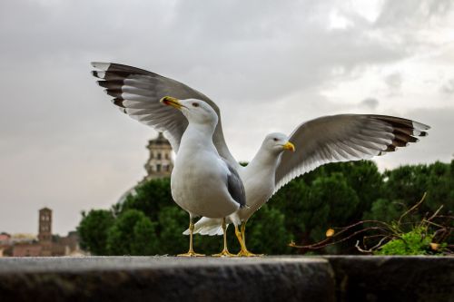 seagulls bird rome