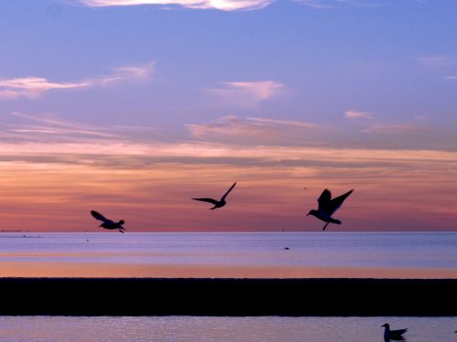 seagulls sunset nature