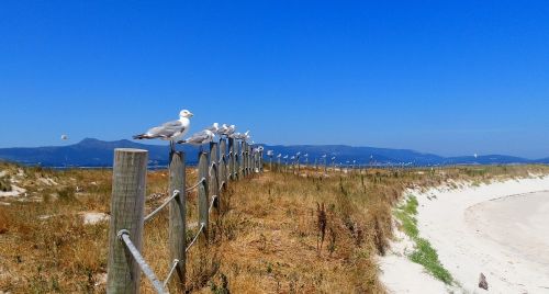 seagulls beach fine sand