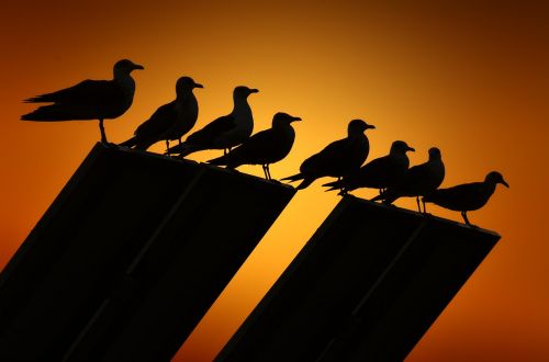 seagulls backlight birds