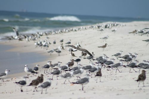 seagulls ocean beach