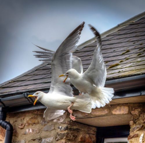 seagulls birds fighting