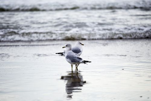 seagulls shore water