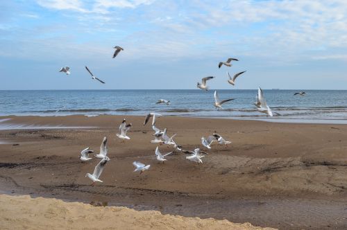 seagulls beach sea