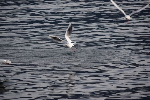 seagulls birds flight