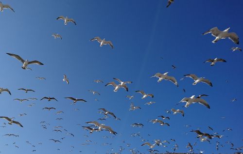 seagulls gulls mediterranean