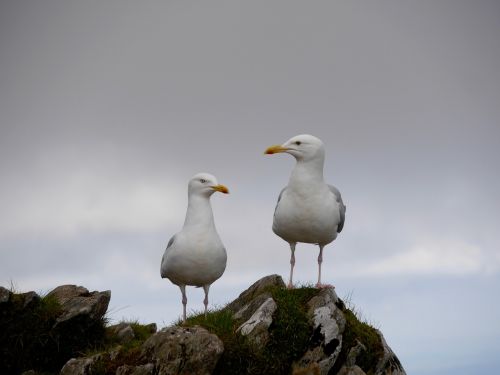 seagulls wales sky