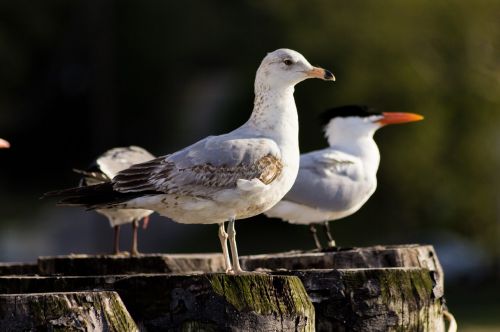 seagulls perched birds