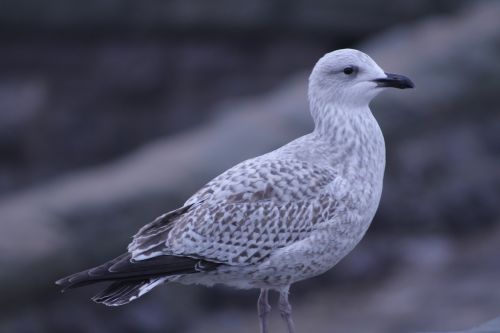 seagulls rocks nature