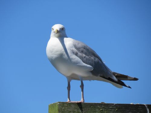 seagulls birds white