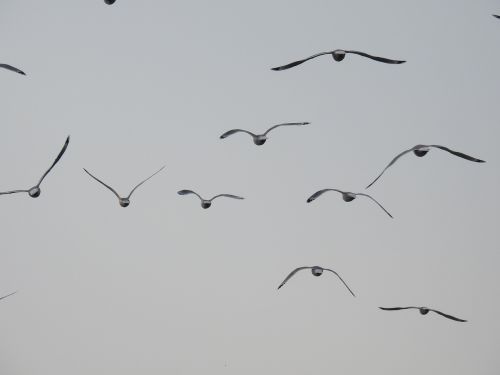 seagulls flight birds