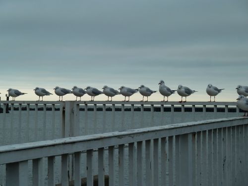 seagulls birds sea