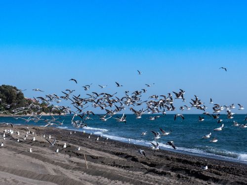 seagulls sea beach