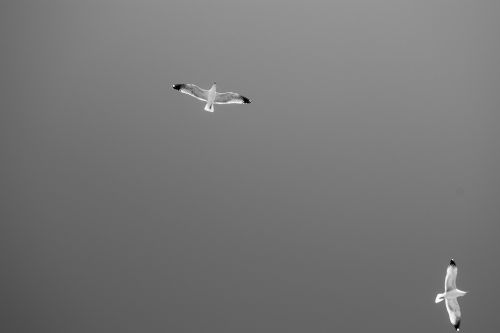 seagulls flight sea