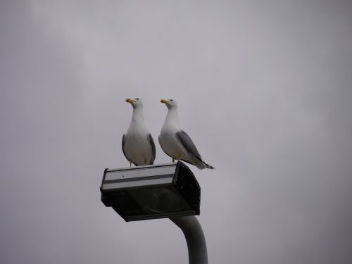 seagulls birds nature