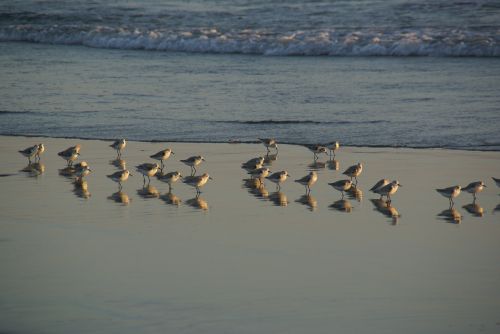 seagulls gulls shore