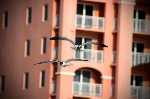 seagulls birds flight