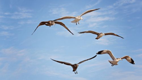 seagulls birds sky