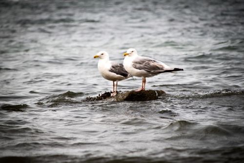 seagulls bird ocean