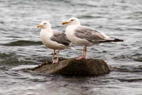 seagulls bird ocean