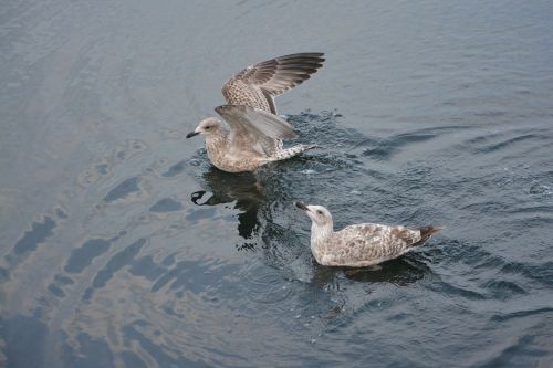 seagulls sea silver gull