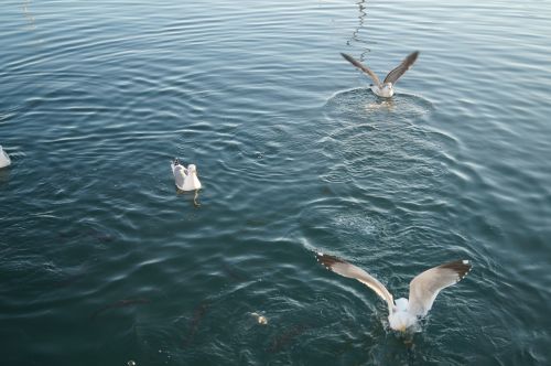 seagulls feeding-time landing on water