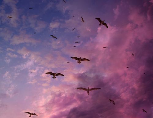 seagulls sky flight