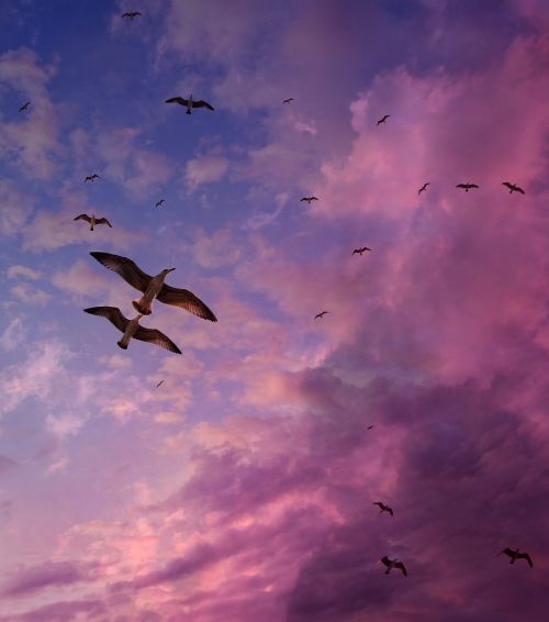 seagulls sky flight