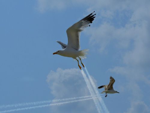 seagulls traces funny