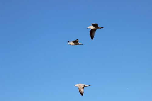seagulls bird flight sky