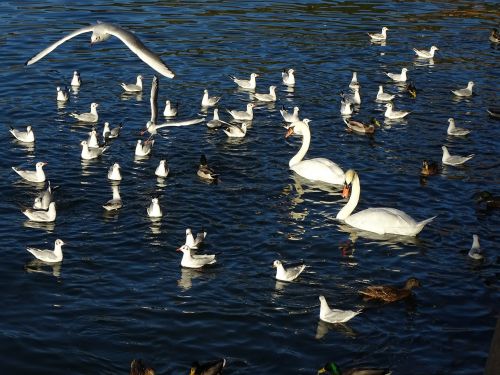 seagulls swans ducks