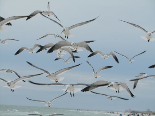 seagulls birds flying
