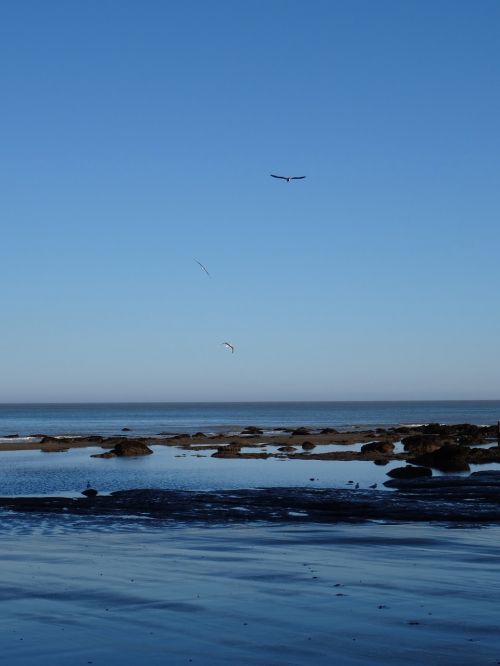 seagulls ocean sea