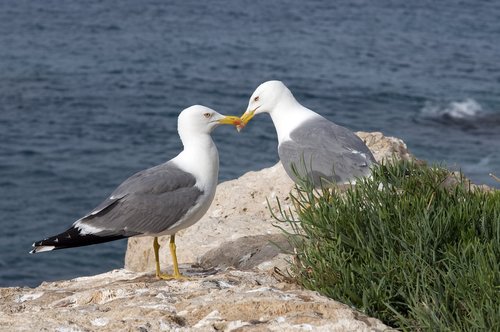 seagulls  sea  nature
