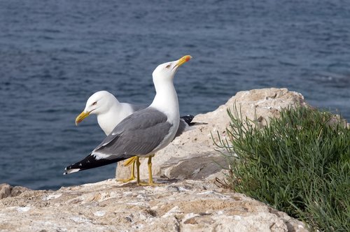 seagulls  gulls  rocks